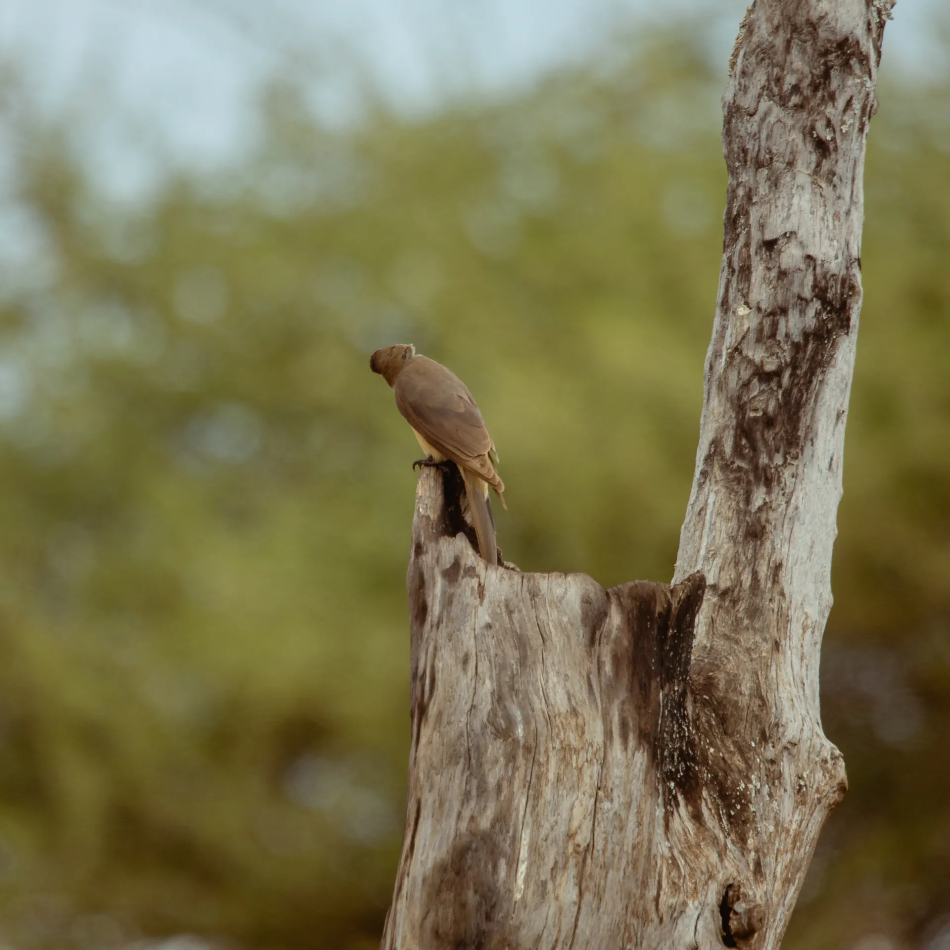 Wildlife in an East African safari landscape
